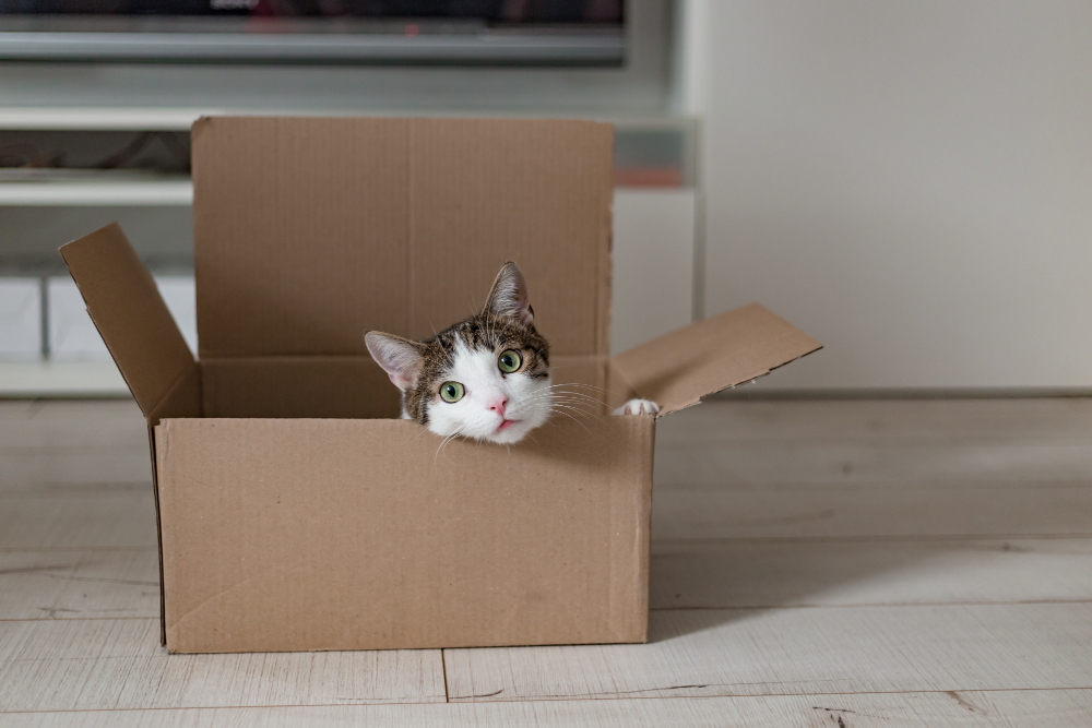 Chat curieux observant une scène de déménagement, prêt à adapter ses habitudes à sa nouvelle maison.